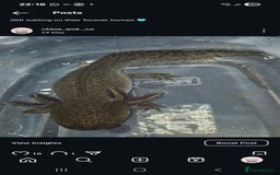Axolotl reptiles for sale: Adult female wild & wild babies  - Image 1