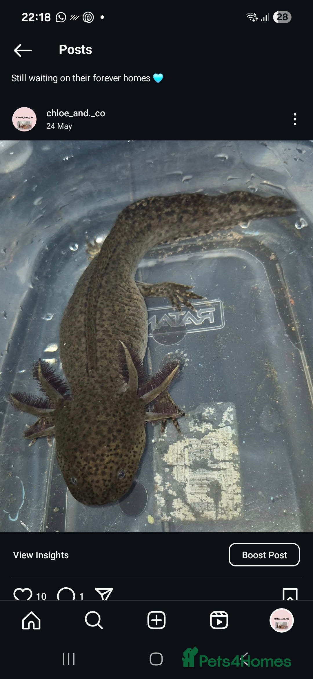 Axolotl reptiles for sale: Adult female wild & wild babies  - Image 1