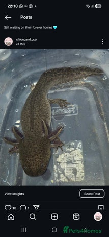 Axolotl reptiles - Advert 6