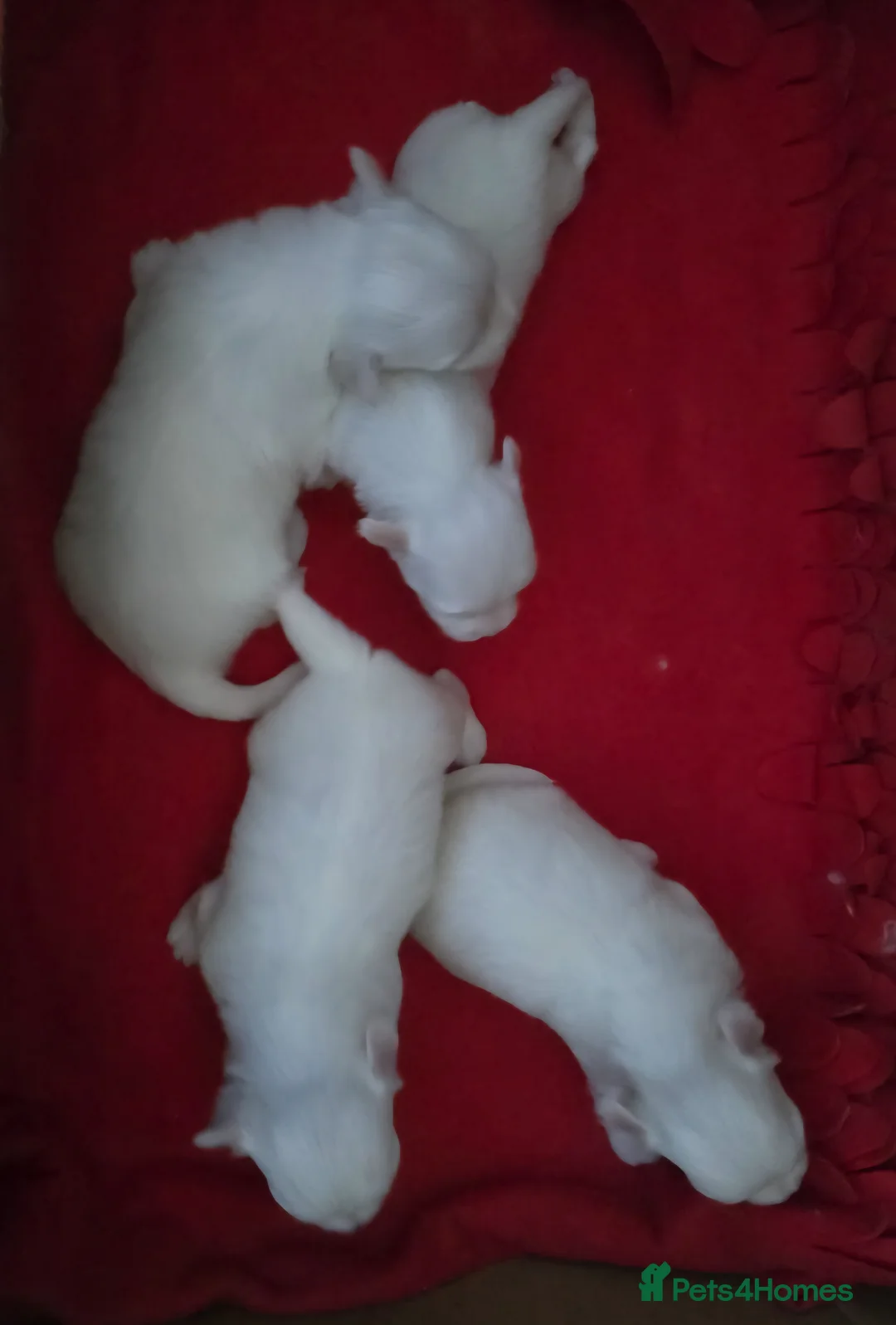 Maltese dogs for sale: Maltese puppies  - Advert 2