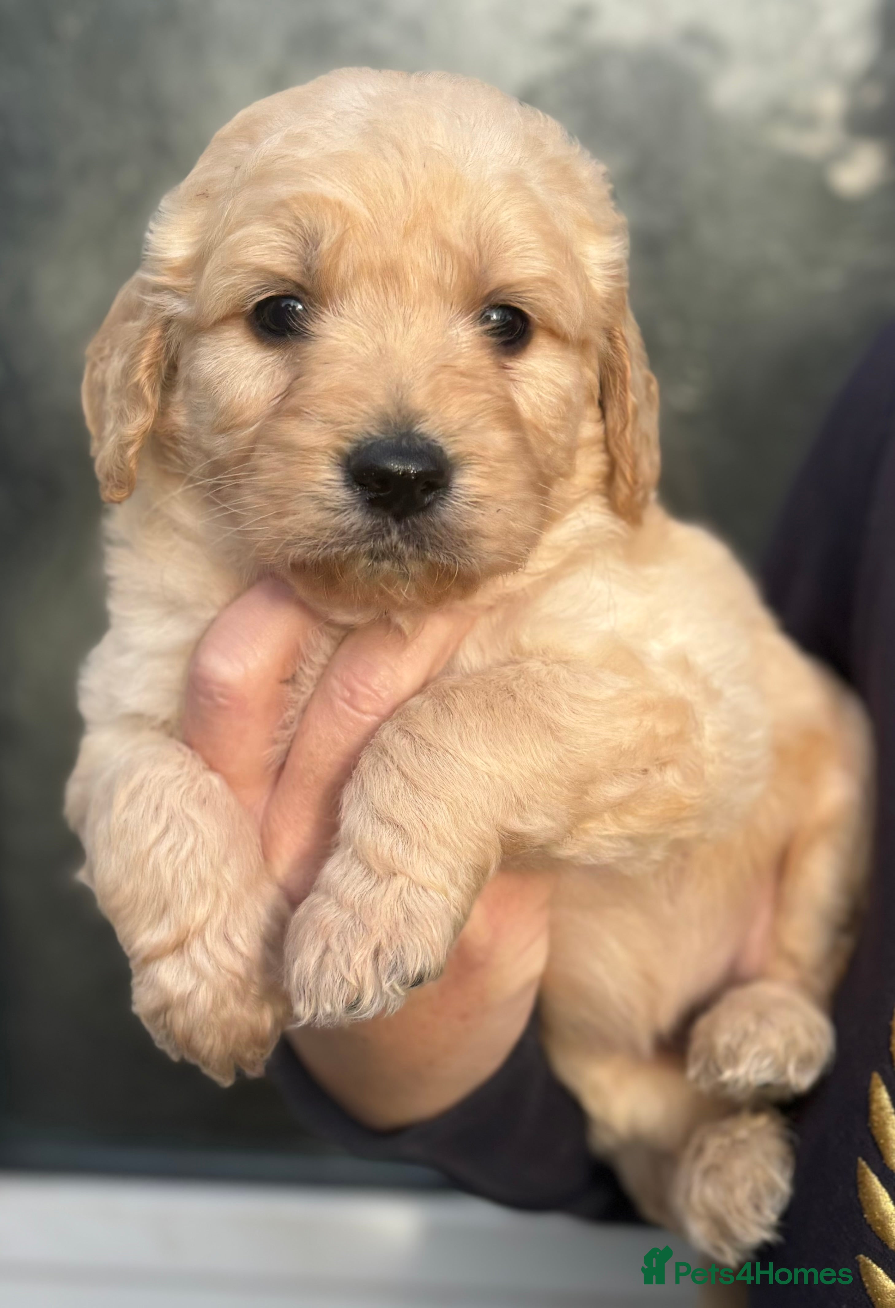 Goldendoodle dogs Gorgeous F1 Golden Doodles ❤️ - Advert 11