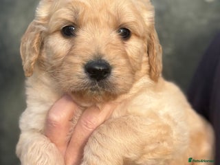 Goldendoodle dogs Gorgeous F1 Golden Doodles ❤️ - Advert 3