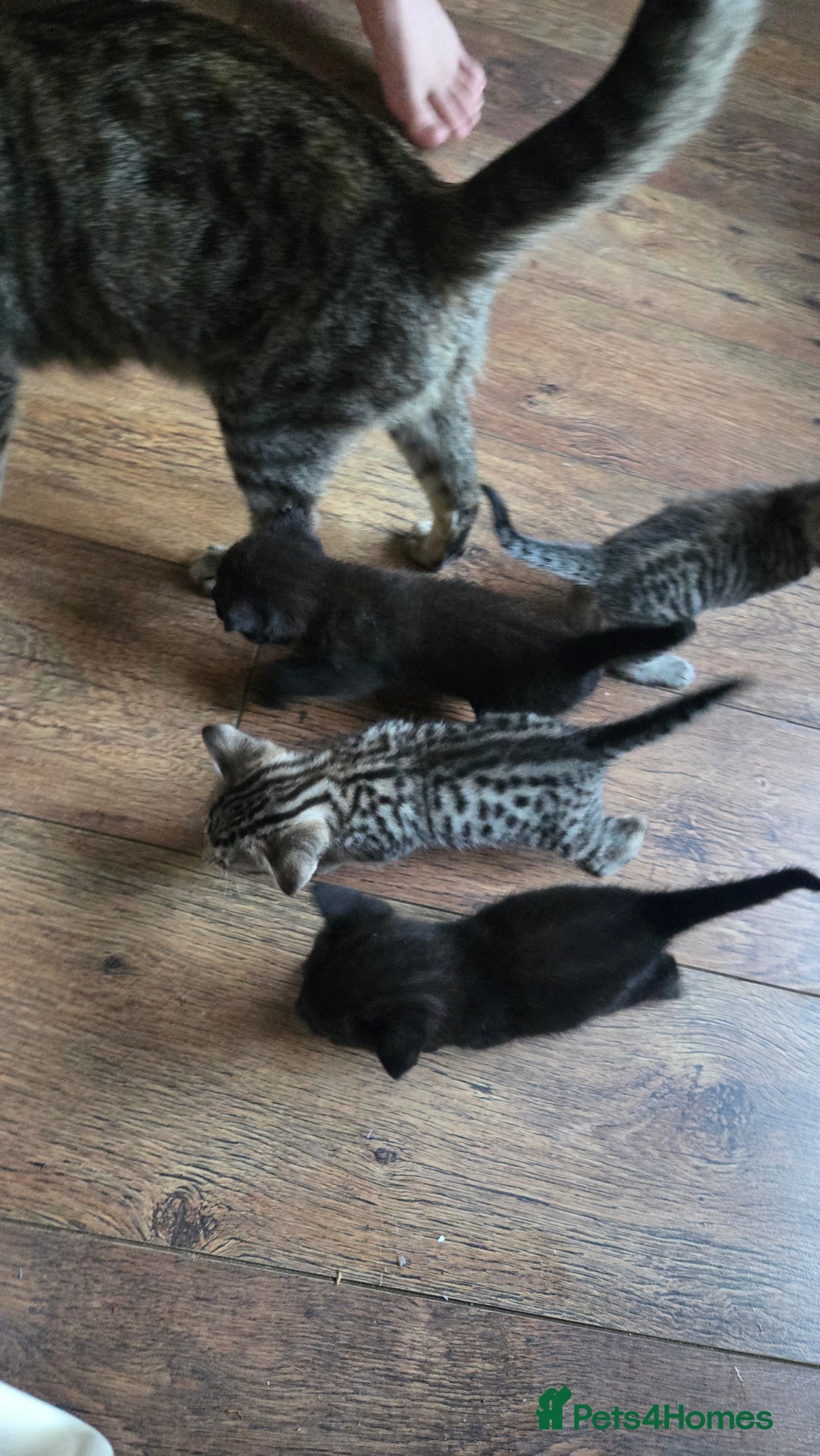 British Shorthair cats for sale: 6 beautiful mixed kittens - Image 3