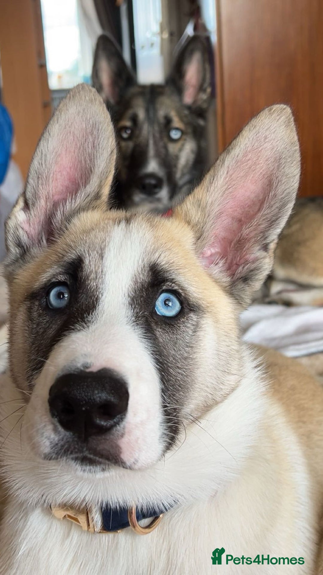 Huskita dogs for sale: Huskita (Husky x Akita) Pup - Image 4