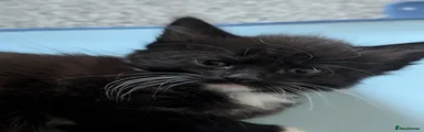 Mixed Breed 1