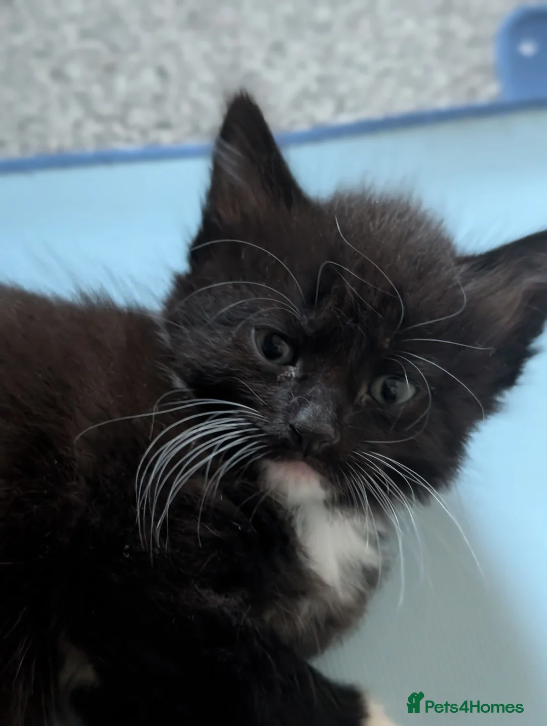 Mixed Breed cats for sale:  beautiful tuxedo kittens Ready now - Advert 2