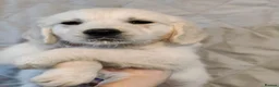 Golden Retriever dogs for sale: Superb WHITE K.Creg Golden Retriever puppies  - Advert 26
