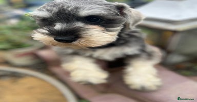 Miniature Schnauzer dogs - Advert 13