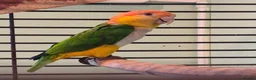 Parrots birds for sale: Male Yellow Thighed Caique in Margate - Advert 1