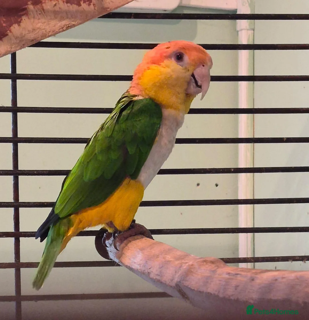 Parrots birds for sale: Male Yellow Thighed Caique in Margate - Advert 1