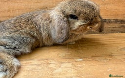 Mini Lop rabbits for sale: MINI LOP BUNNIES - pedigree  - Image 15