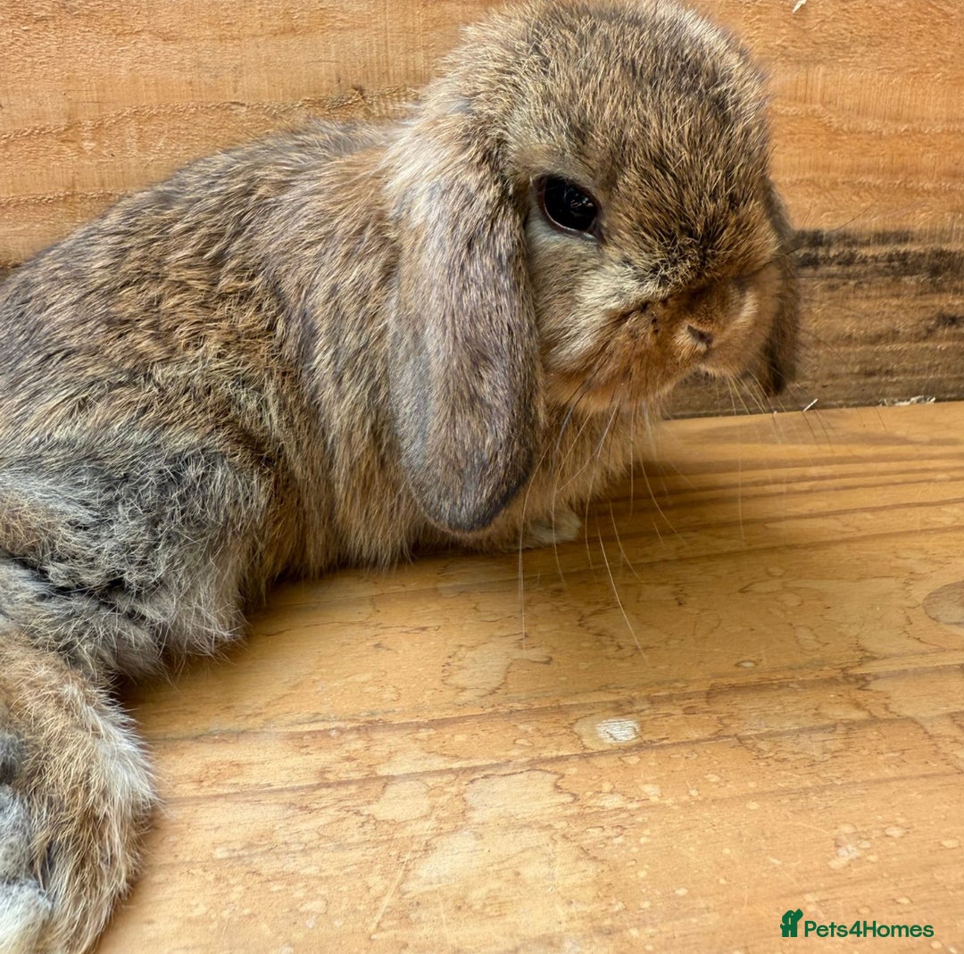 Mini Lop rabbits for sale: MINI LOP BUNNIES - pedigree  - Image 15