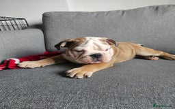Olde English Bulldogge dogs for sale: English bulldog - Image 7