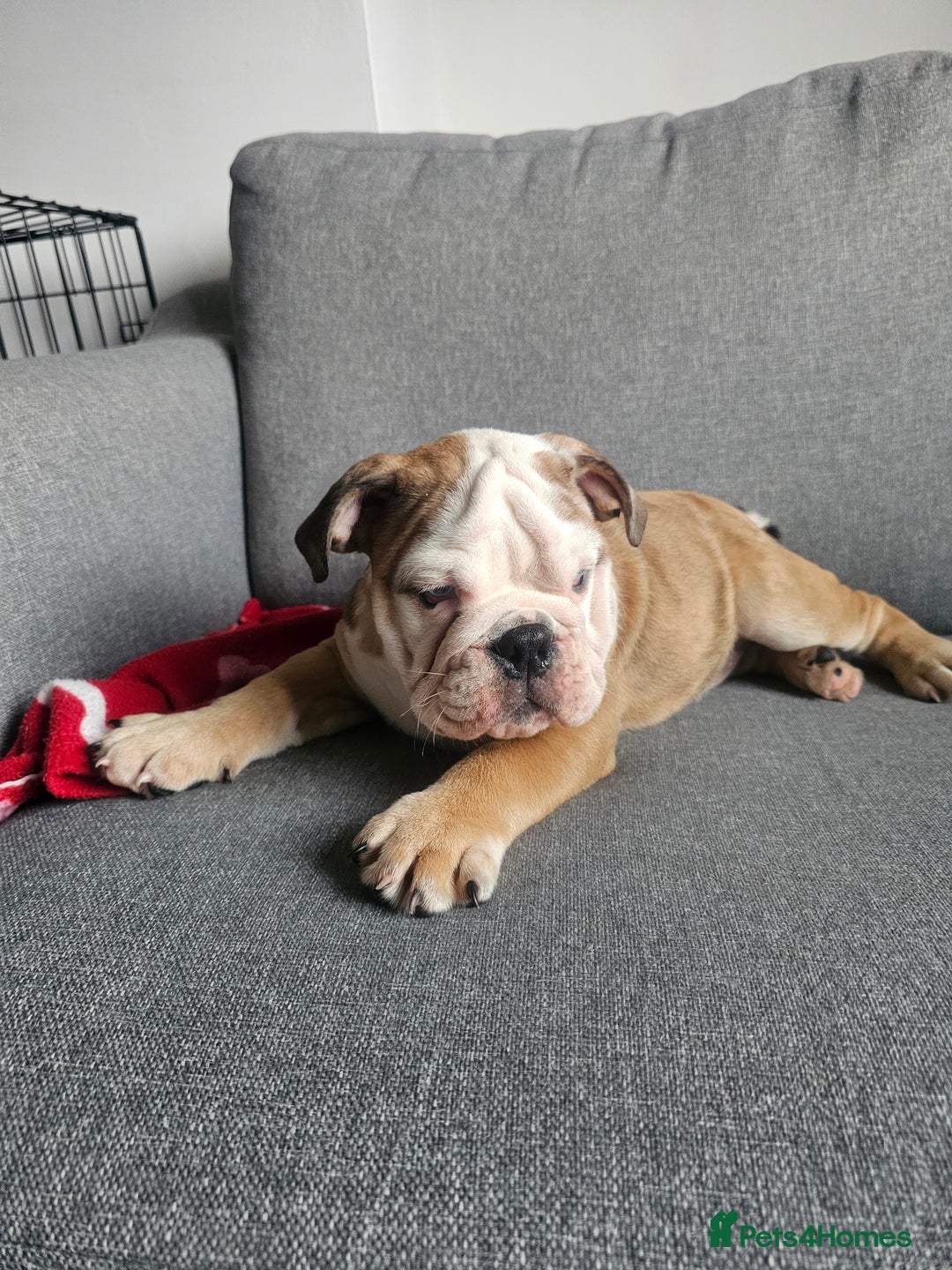 Olde English Bulldogge dogs for sale: English bulldog - Image 7