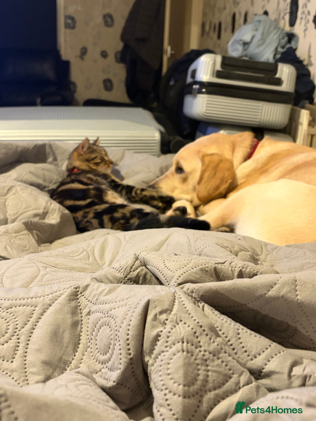 Labrador Retriever dogs for sale: Labrador male  - Advert 4