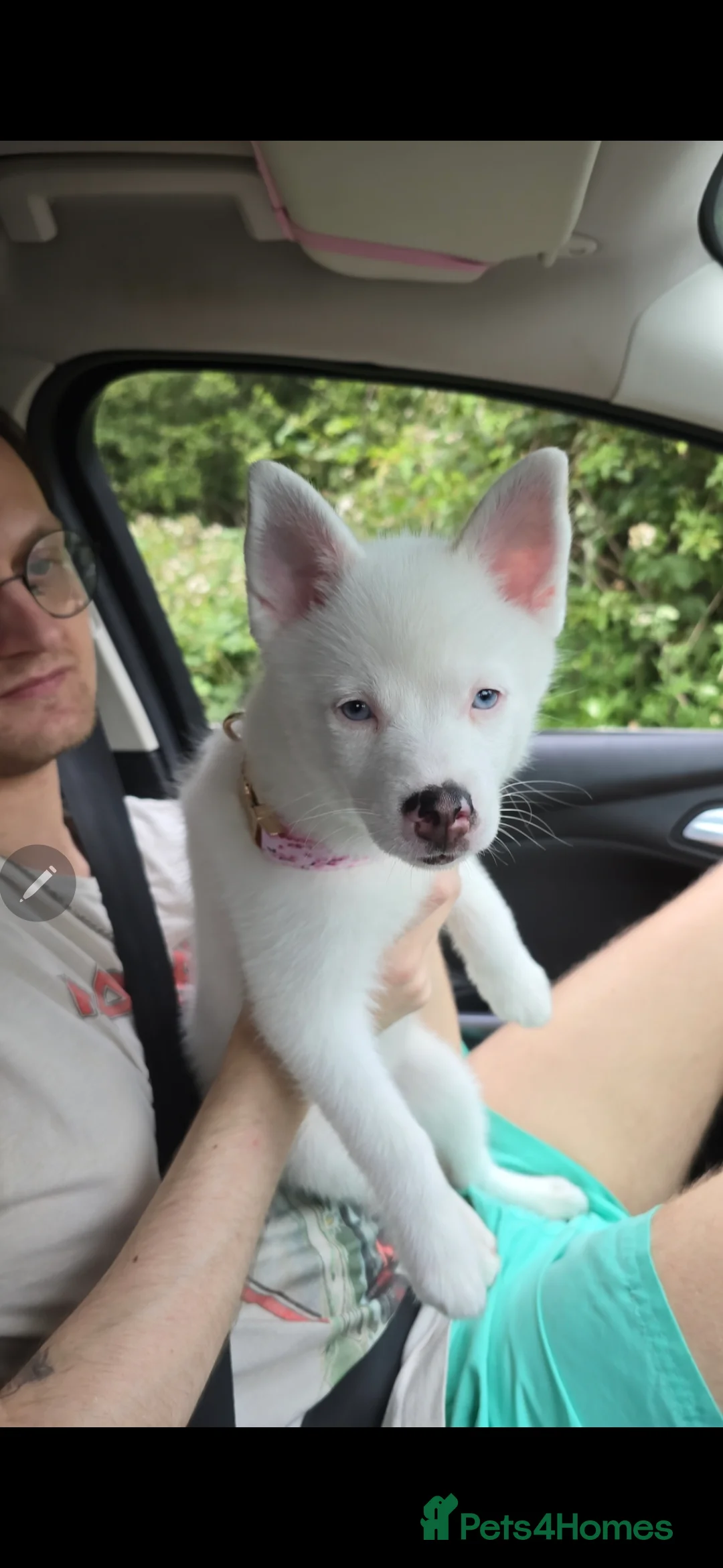 Pomsky dogs for sale: 4 and a half month old pomsky pup for sale in Liverpool - Advert 8