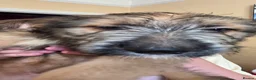 Mixed Breed dogs for sale: Adorable pups - AVAILABLE NOW - Advert 3