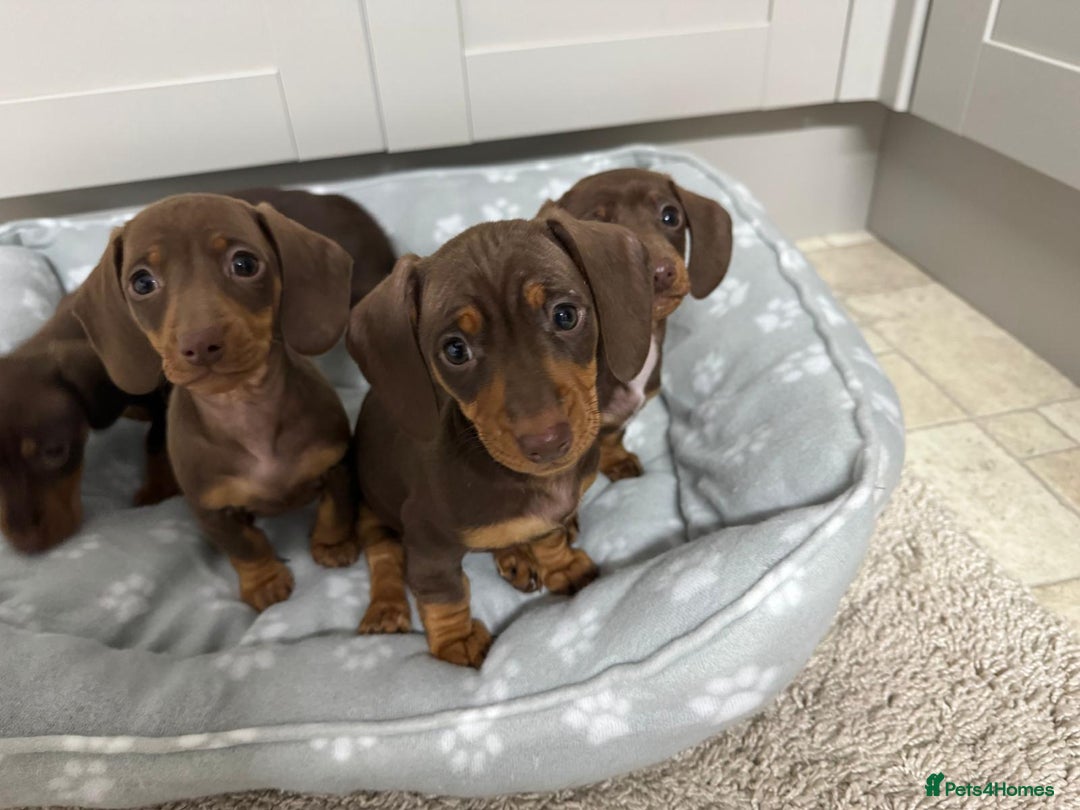 Dachshund dogs for sale: Dachshund puppies - Advert 4