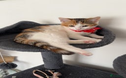Domestic Shorthair cats for sale: Beautiful kittens ready to go - Image 9