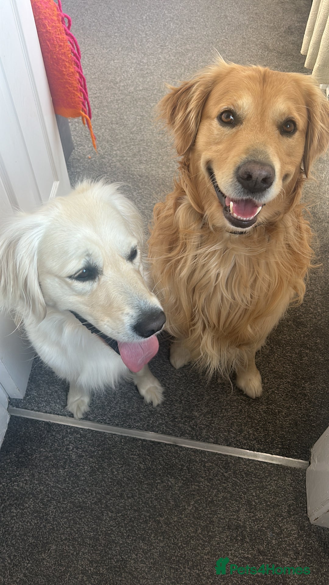 Golden Retriever dogs for sale: Golden retriever puppies  - Image 5