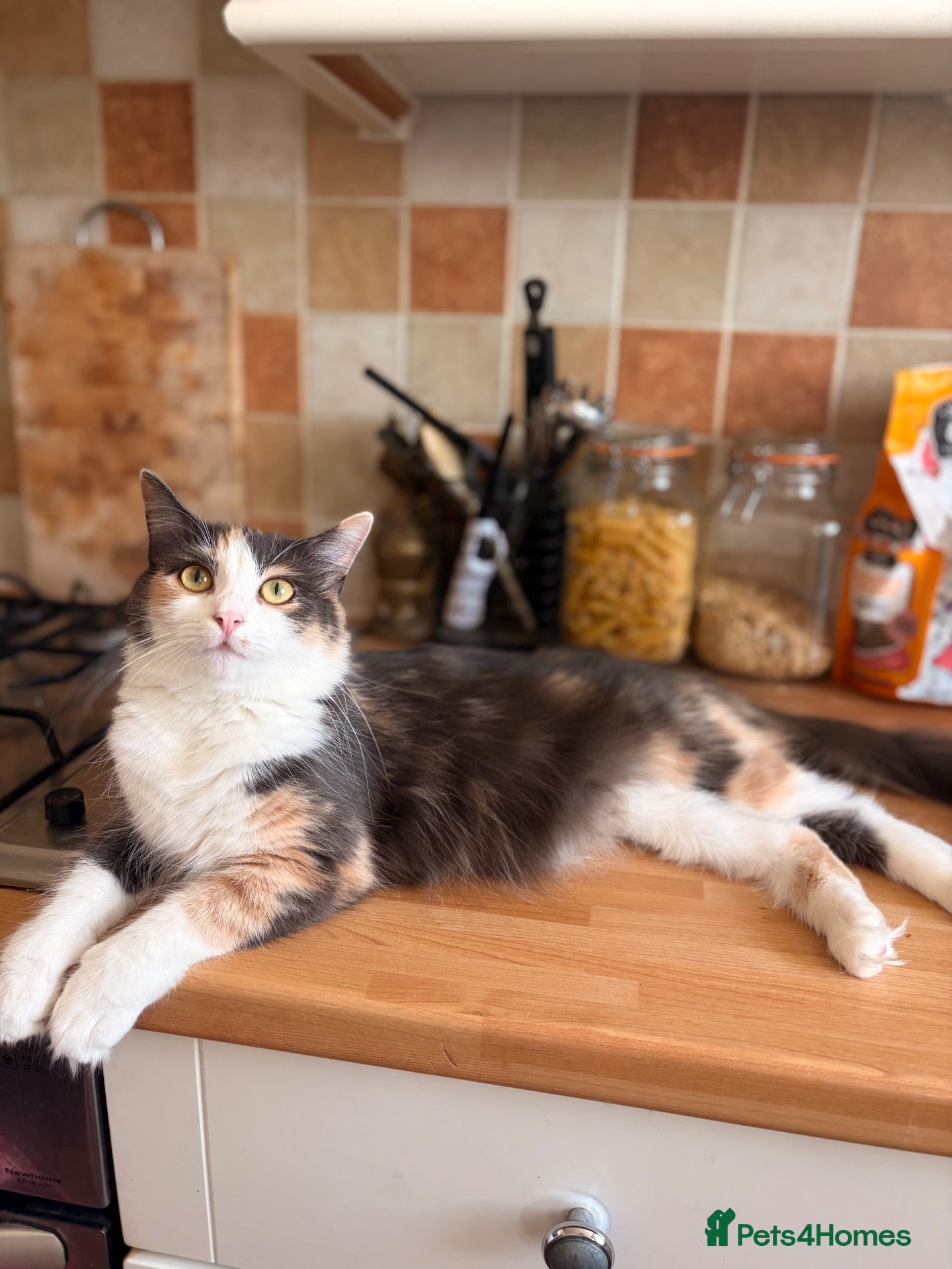 Ragdoll cats Ragdoll Hybrids (Norwegian Forest 25%) - Advert 1