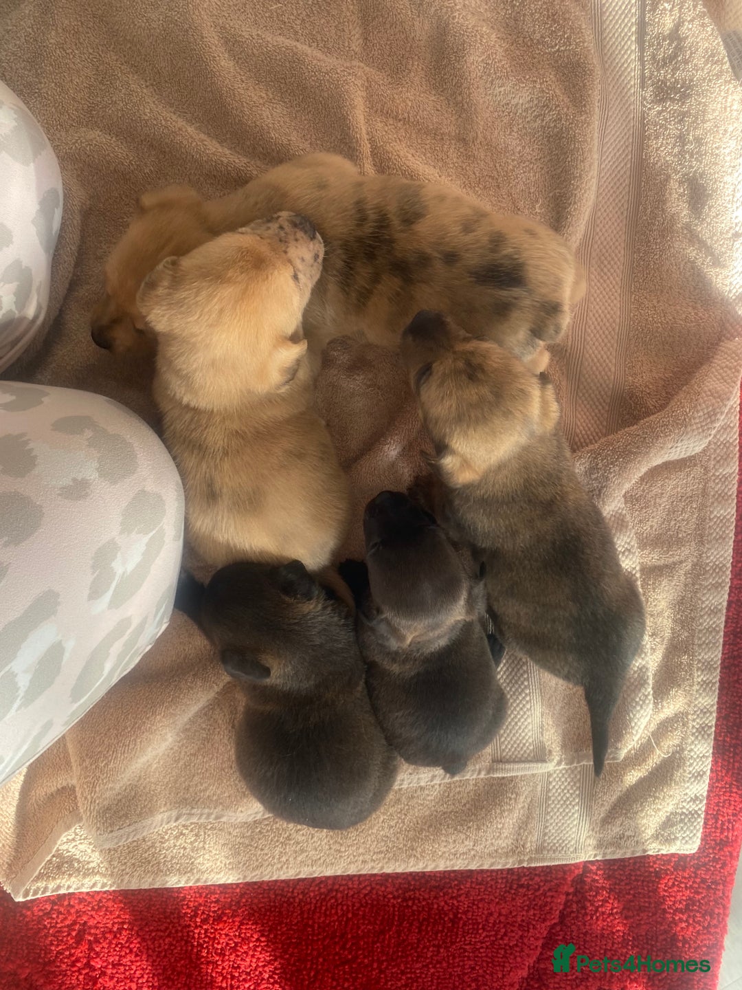 Jack Russell dogs for sale: Beautiful jack russells - Advert 12