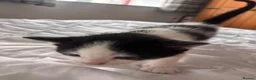 Mixed Breed cats for sale: Litter of 5 Kittens – Ready Soon  in Lancaster - Advert 2