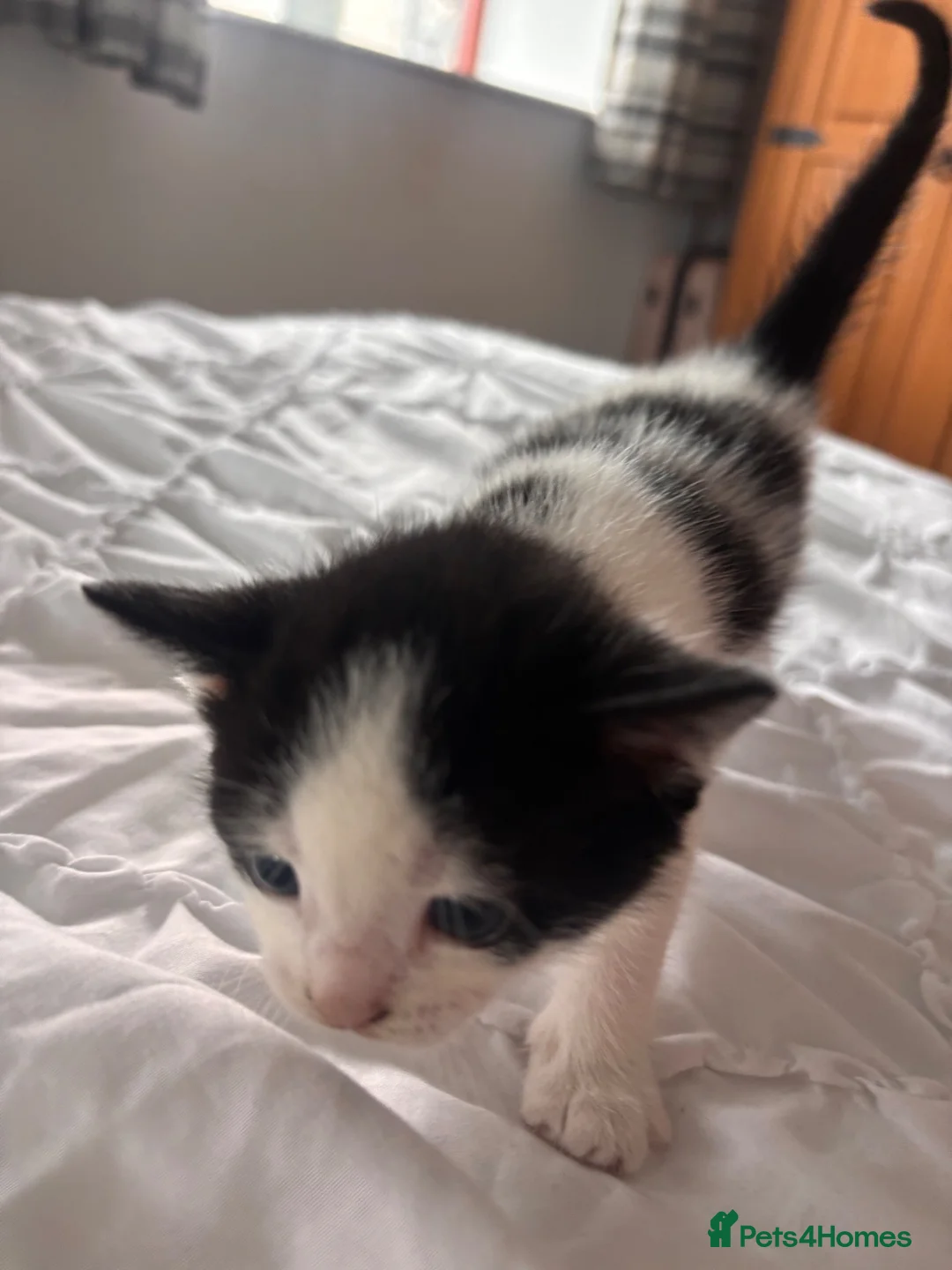 Mixed Breed cats for sale: Litter of 5 Kittens – Ready Soon  in Lancaster - Advert 2