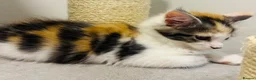 Maine Coon cats for sale: READY TO GO! Maine coon kittens  - Advert 9