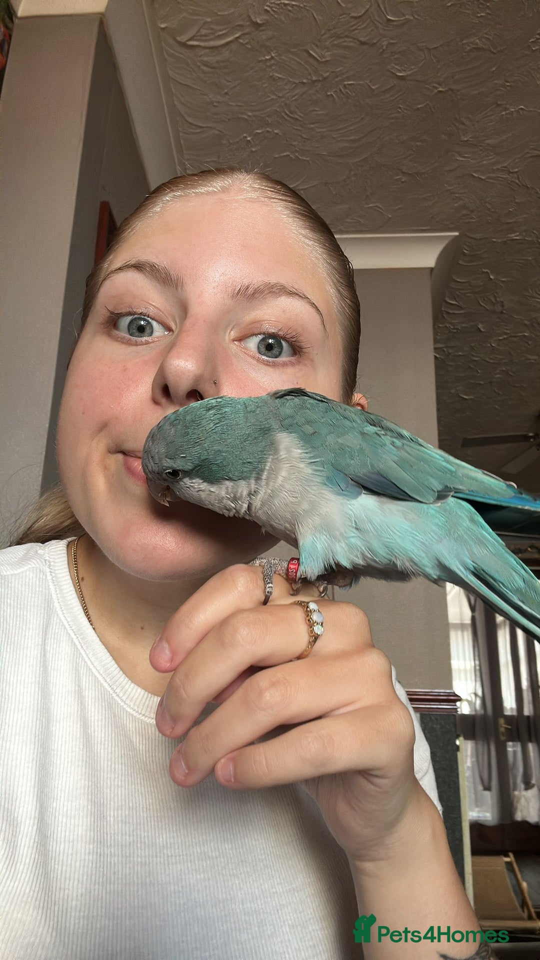 Parrots birds for sale: Tame talking Quaker parrot with cage - Advert 4