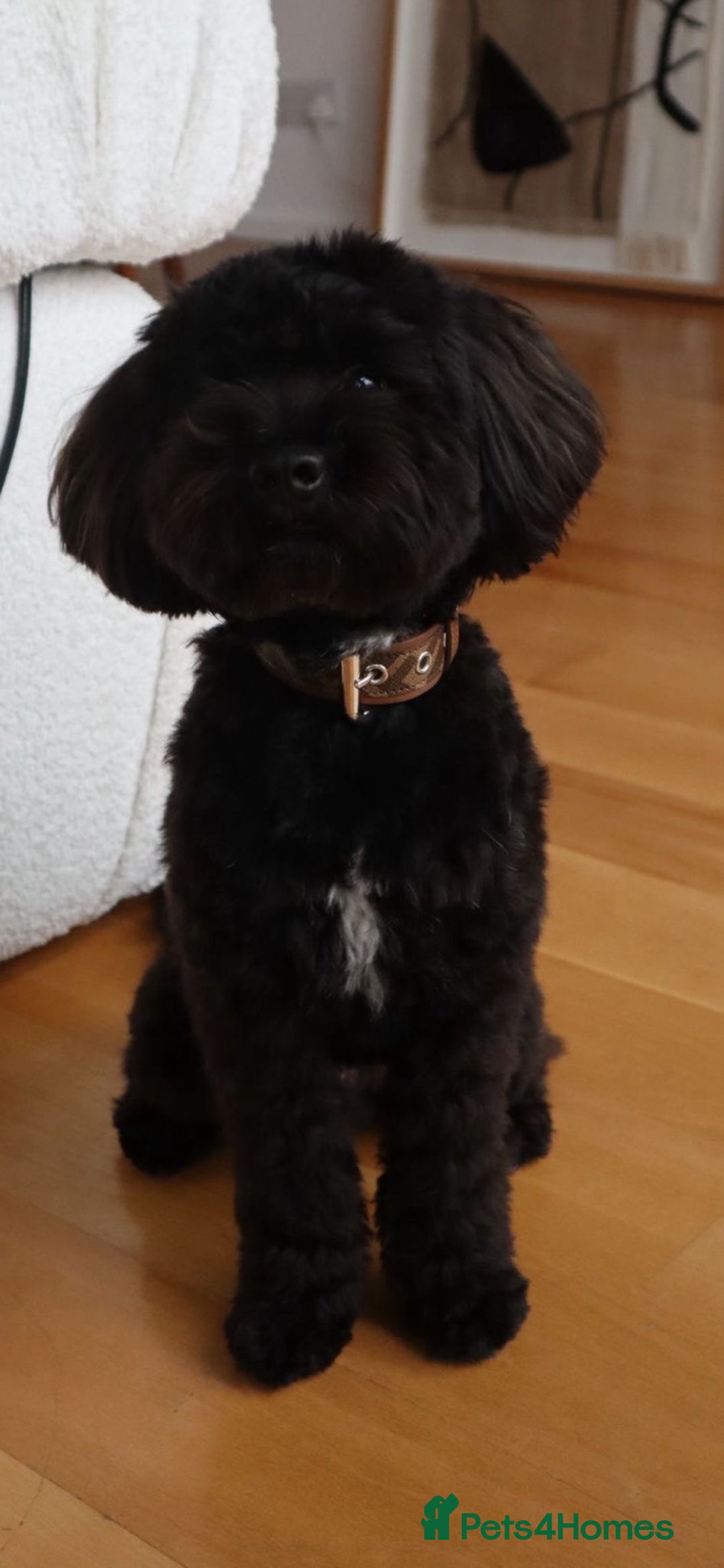 Schnoodle dogs for sale: American Toy Schnoodle Puppies *READY TO GO* - Advert 26