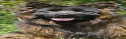 German Shepherd dogs for sale: STUNNING LONG HAIRED KC GERMAN SHEPHERD PUPPIES in Coalville - Advert 4