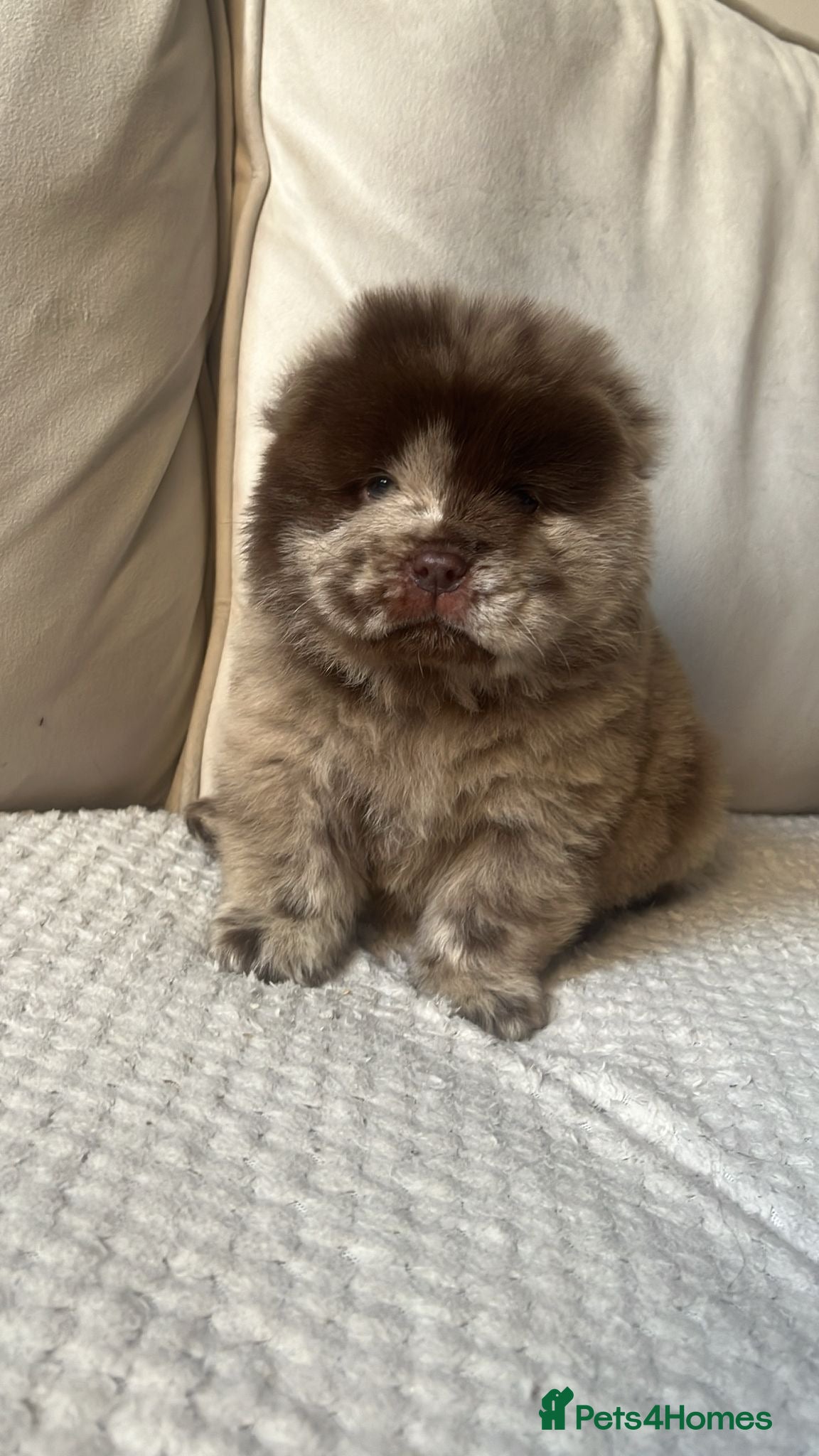 Chow Chow dogs Chow Puppies - Advert 7