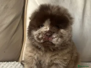 Chow Chow dogs Chow Puppies - Advert 7