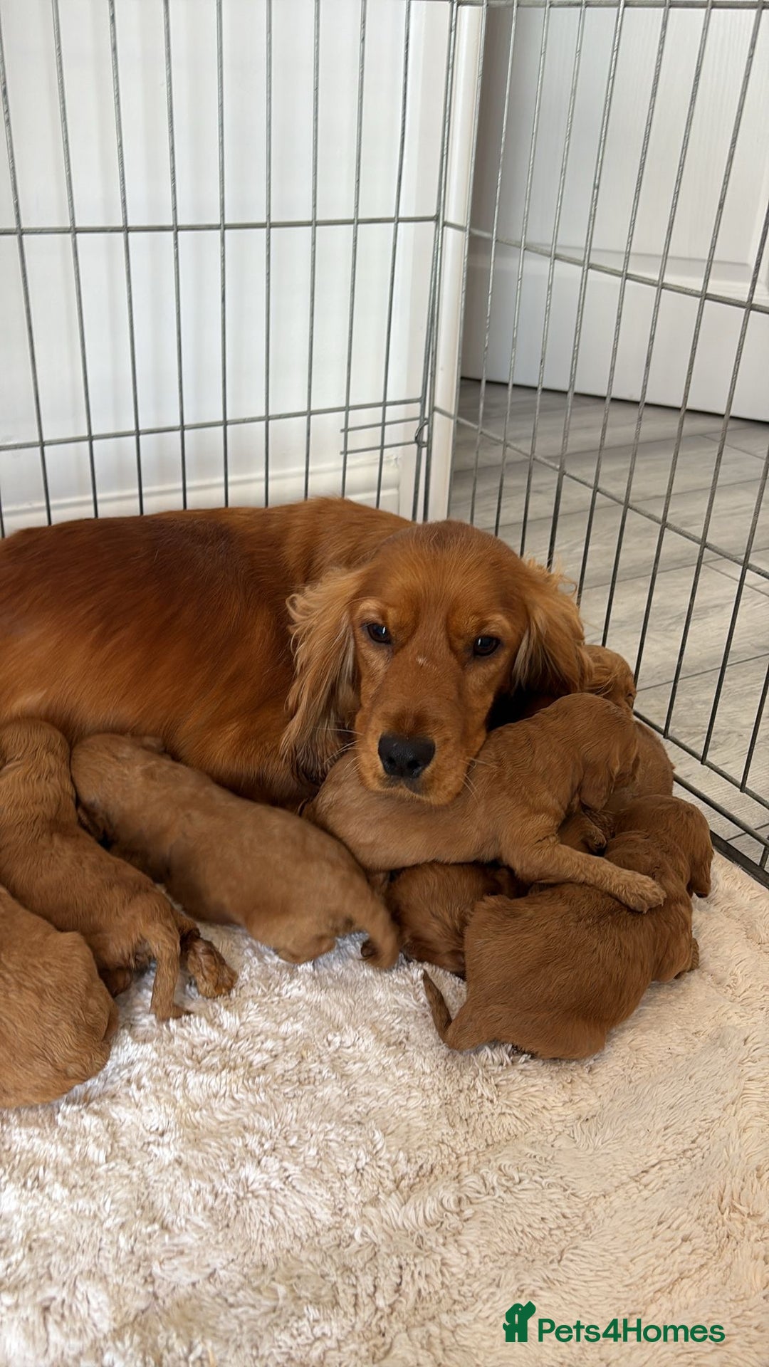 Cockapoo dogs for sale: Cockerpoo Puppies  - Image 6