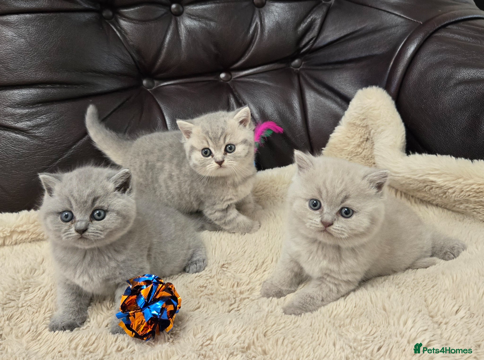 British Shorthair cats GCCF registered Imperial Grand Champion dad 🏆😍  - Advert 13