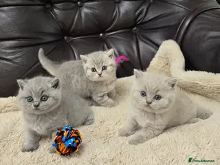 British Shorthair cats GCCF registered Imperial Grand Champion dad 🏆😍 - Advert 13