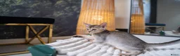 Abyssinian cats for sale: Bonbon – Ready Now | Exceptional Silver Abyssinian - Advert 16