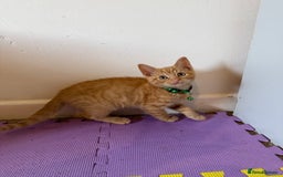 Domestic Shorthair cats for sale: 5 Kittens Looking For A Good Home - Image 12