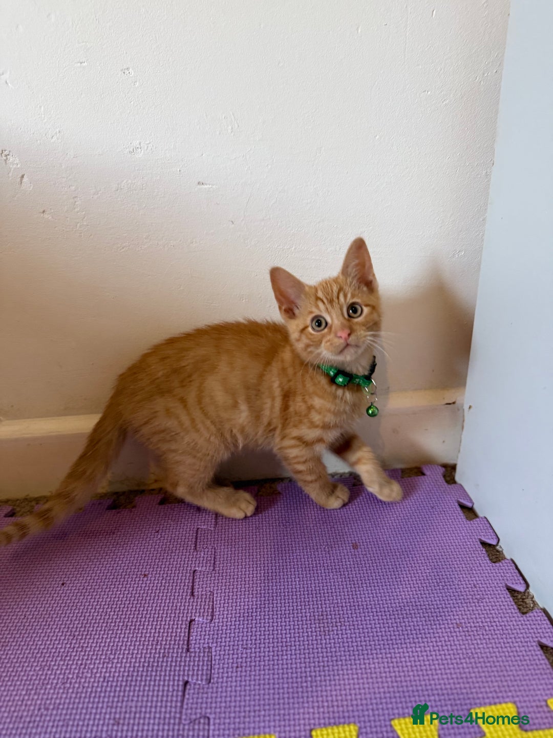 Domestic Shorthair cats for sale: 5 Kittens Looking For A Good Home - Image 12