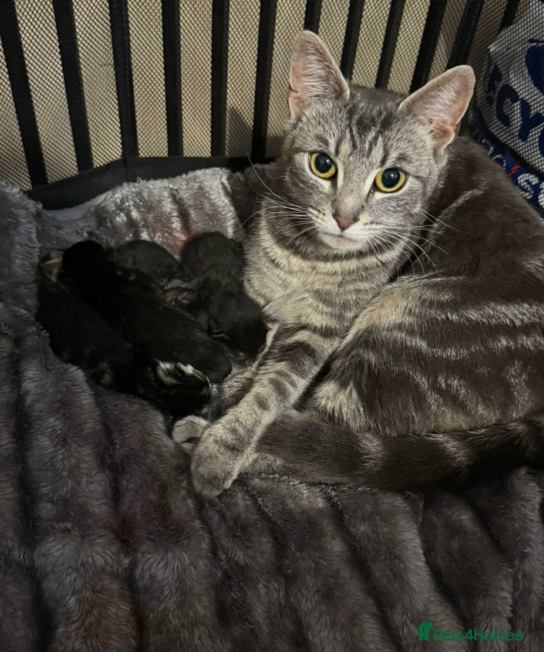 Mixed Breed cats for sale: Kittens , boys  - Image 3