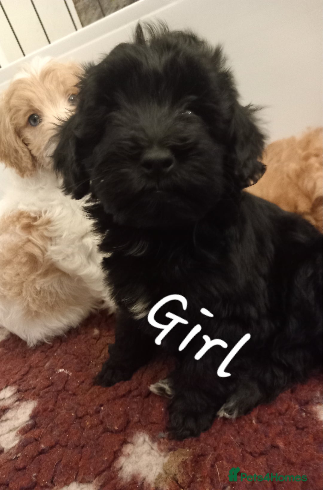 Cockapoo dogs for sale: Beautiful cockapoo puppies  - Advert 1