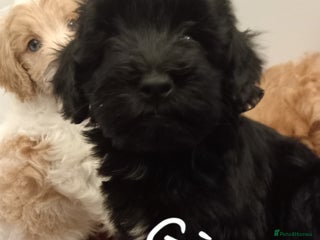 Cockapoo dogs Beautiful cockapoo puppies - Advert 1