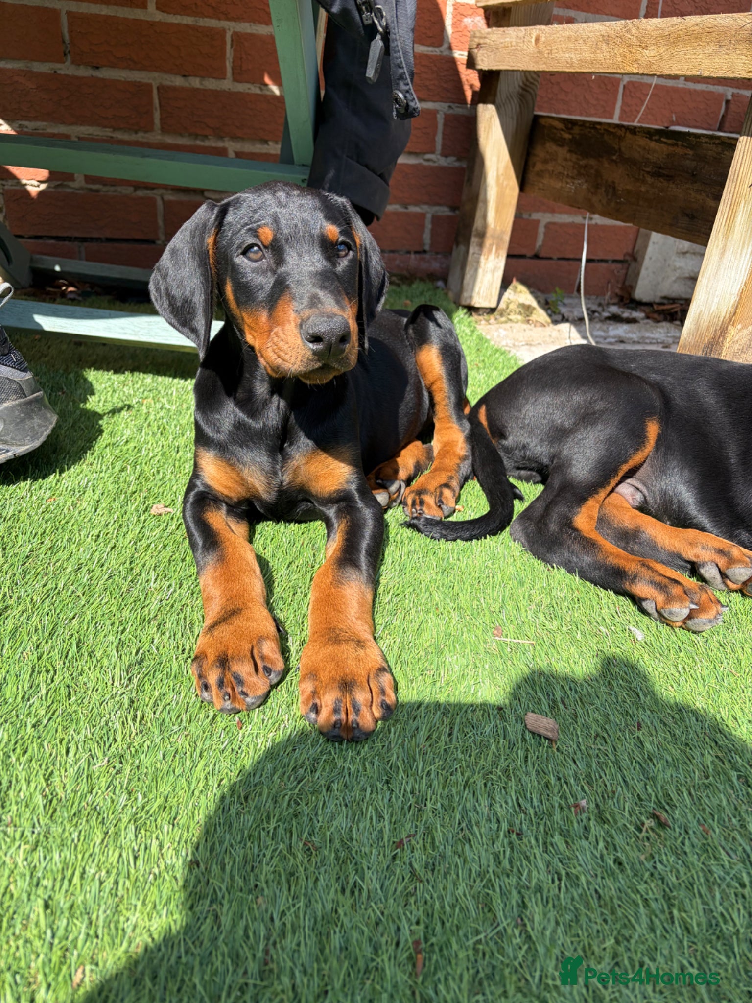 Dobermann dogs Doberman pups with KC parents  - Advert 2
