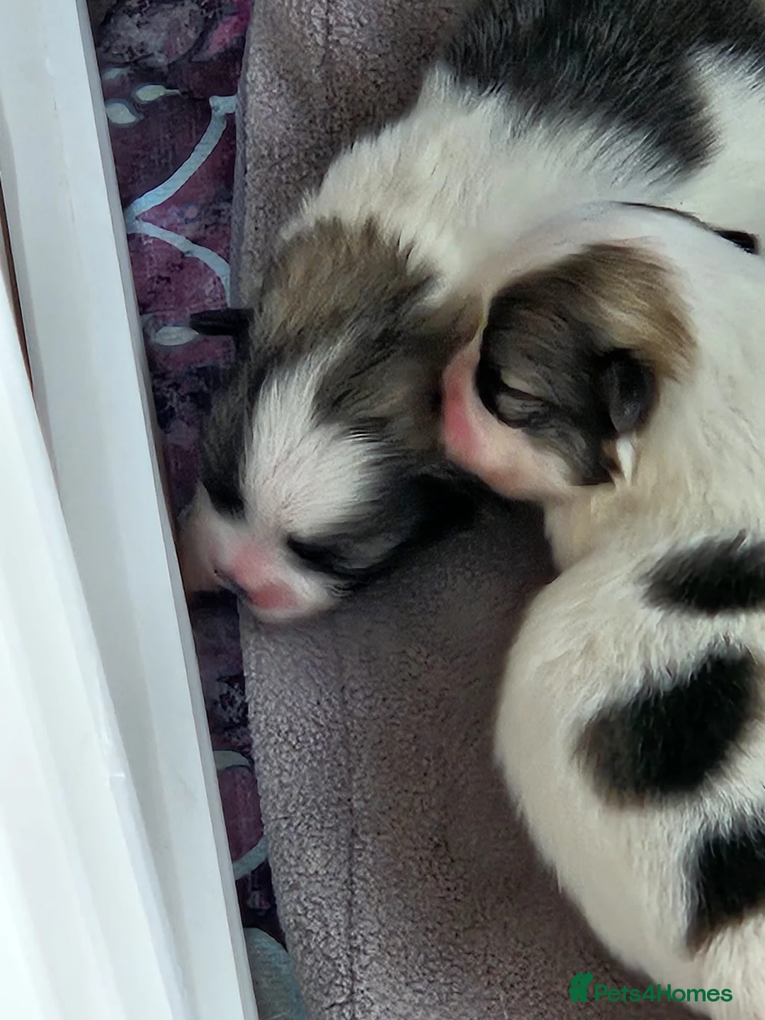 Pomeranian dogs for sale: Precious Pomeranian Puppies for sale  - Advert 2