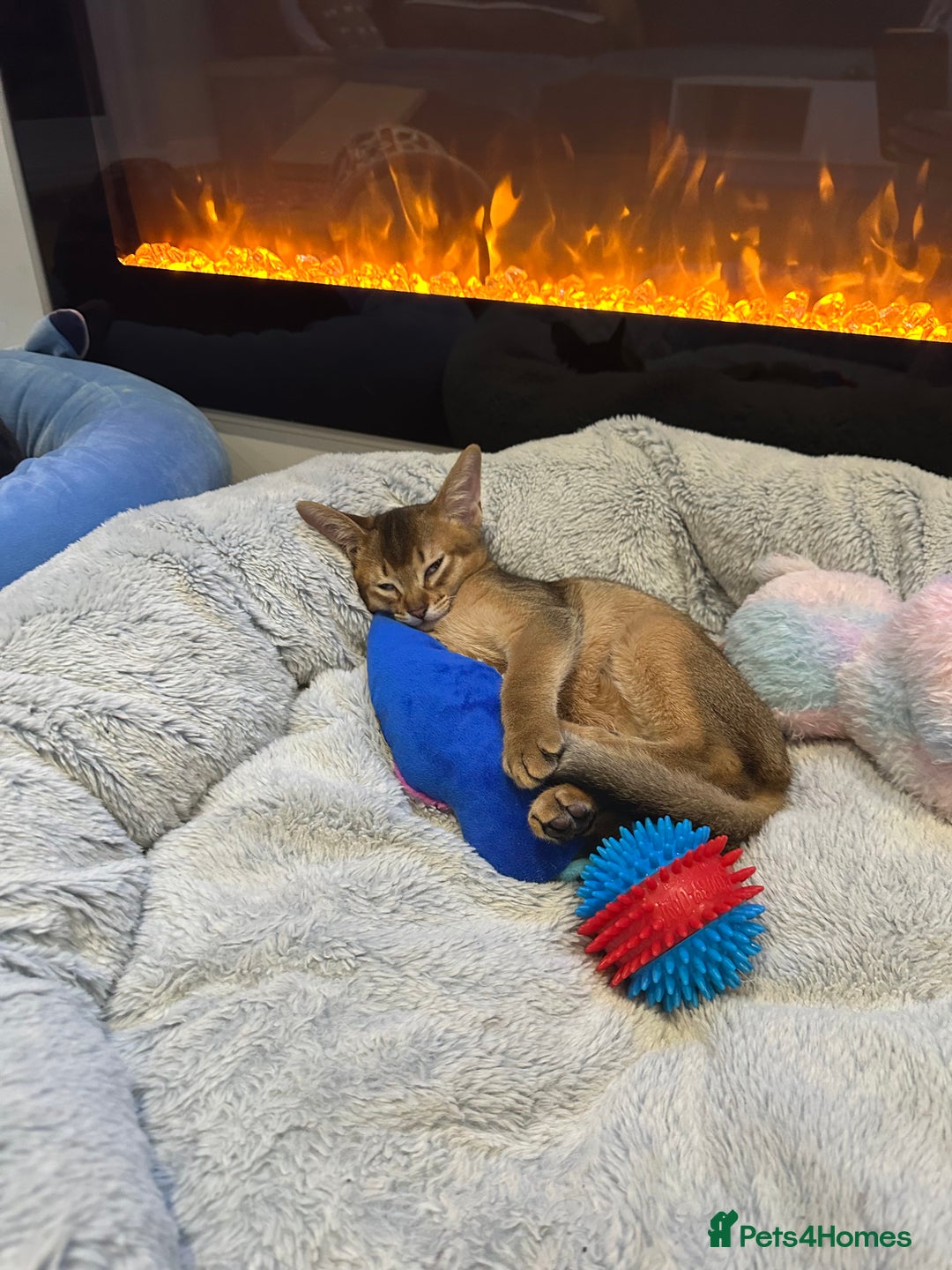 Abyssinian cats for sale: Pedigree Abyssinian kittens  - Advert 18