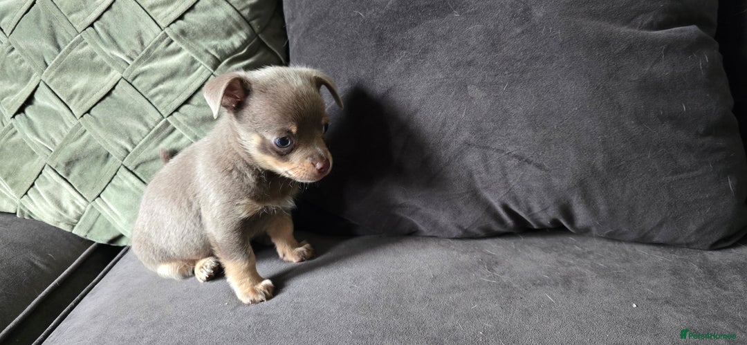 Chihuahua dogs for sale: Two males Chihuaha pups - Image 5
