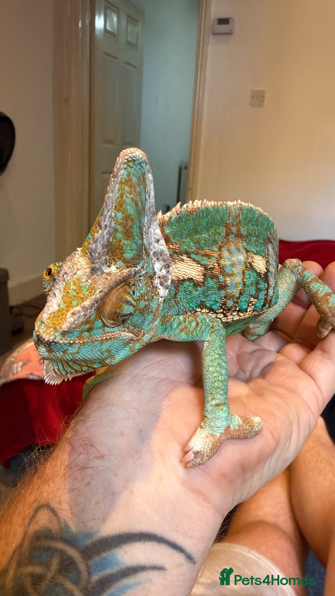 Chameleon reptiles Veiled chameleon male - Advert 7