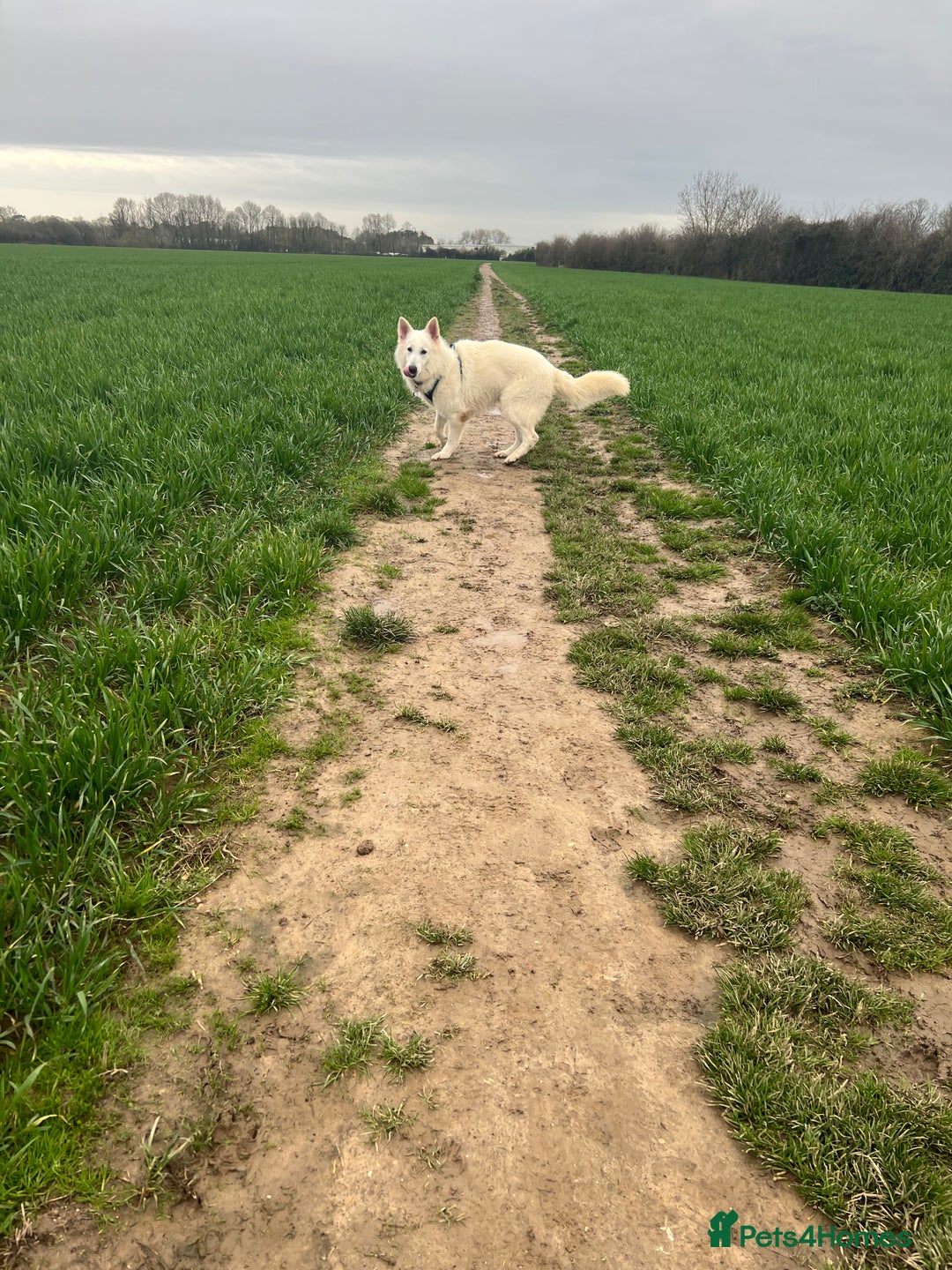 White Swiss Shepherd dogs for stud: Stunning KC WSS for stud  in Arundel - Image 6