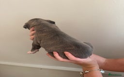 Mixed Breed dogs for sale: American Bulldog X Cane Corso - Image 3
